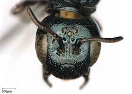   Ceratina pacifica , male. photo: Chelsey Ritner 
